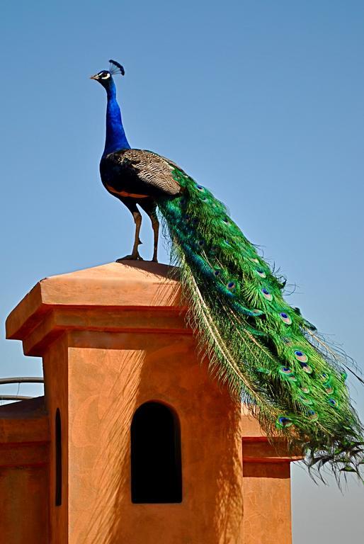 Riad Al Mendili Private Resort & Spa Had Abdallah Rhiat 외부 사진